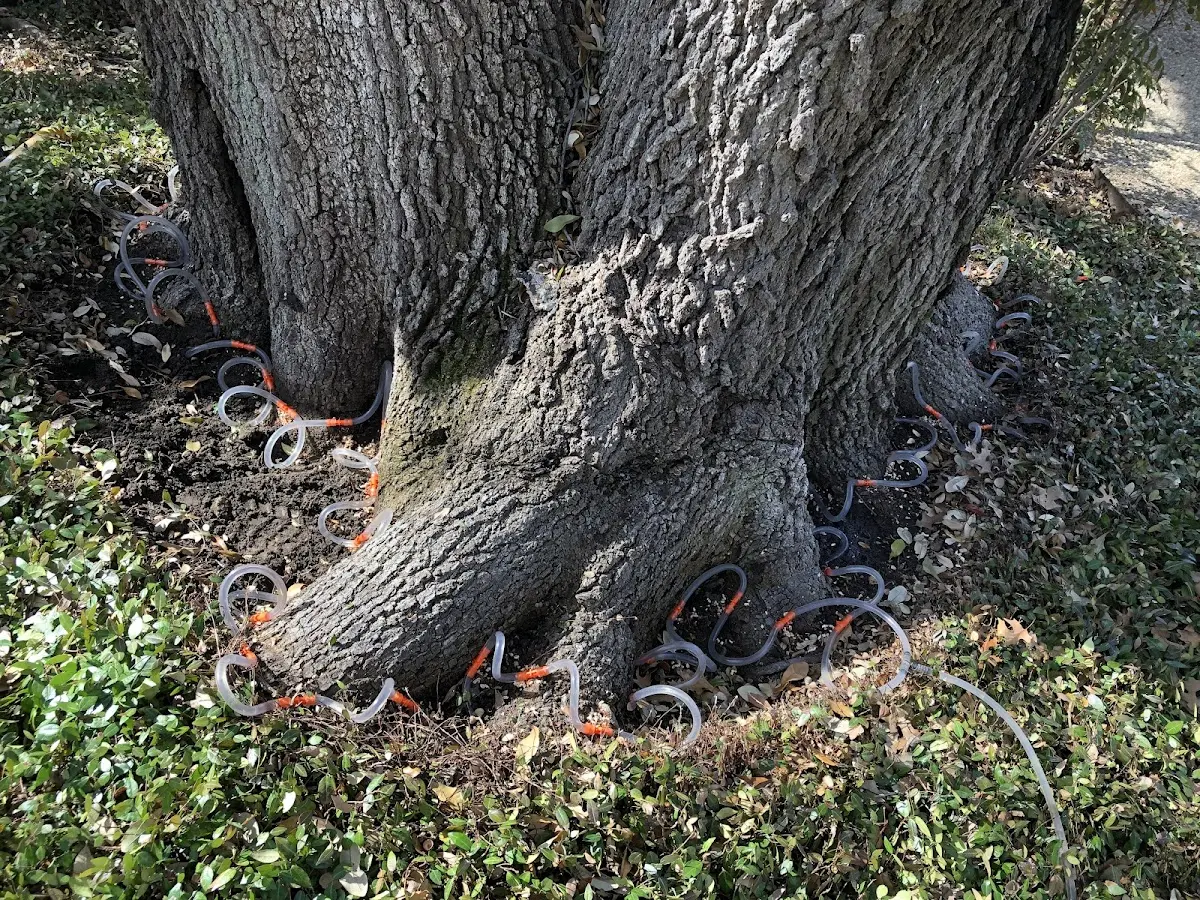 Detailed Tree Cabling and Bracing job site in Glassport