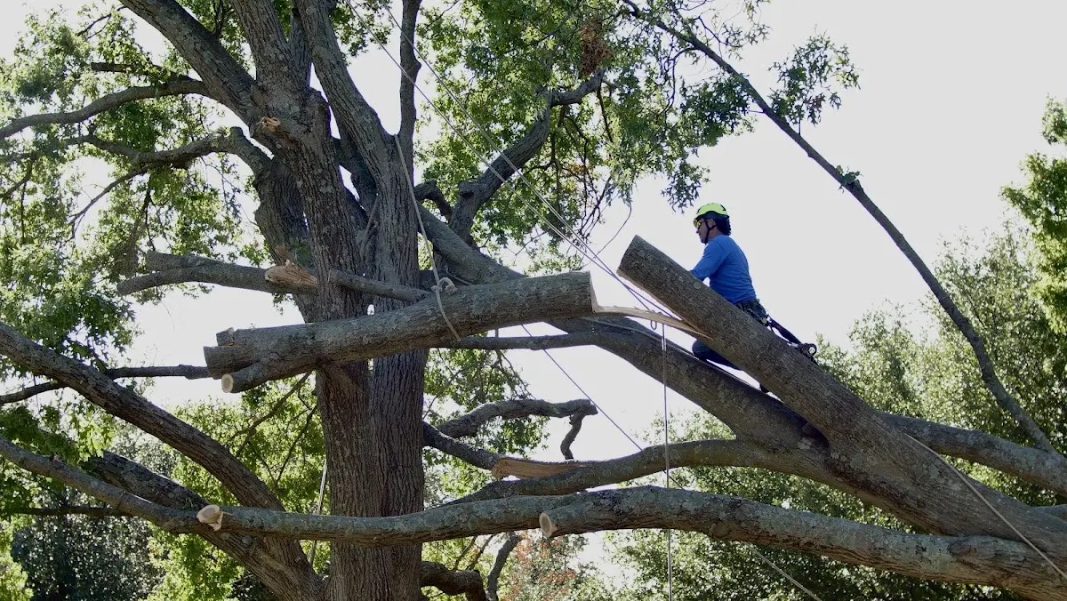 Professional Hazardous Tree Removal performed by certified arborists in Glassport